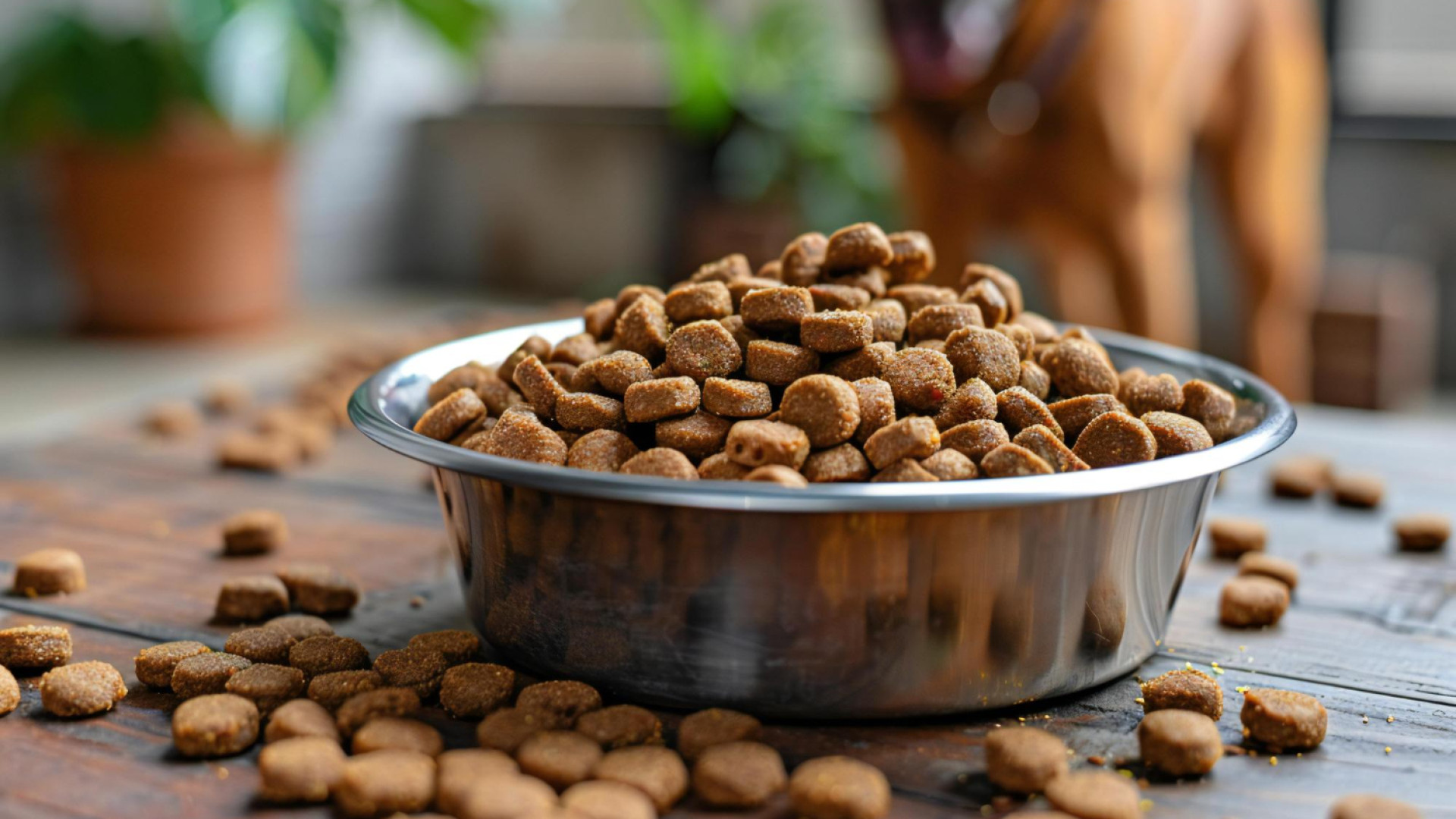 Croquettes pour chien : pourquoi la qualité de l’alimentation est-elle essentielle pour les professionnels ?